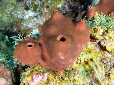 Dark Volcano Sponge - Svenzea zeai - British Virgin Islands