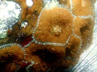 Warty Corallimorph - Rhodactis osculifera - St Kitts