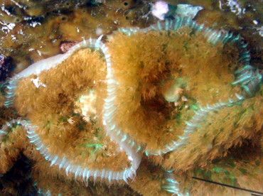 Warty Corallimorph - Rhodactis osculifera - St Kitts