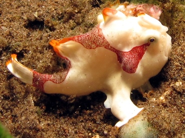 Warty Frogfish - Antennarius maculatus - Dumaguete, Philippines