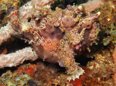 Warty Frogfish - Antennarius maculatus - Lembeh Strait, Indonesia