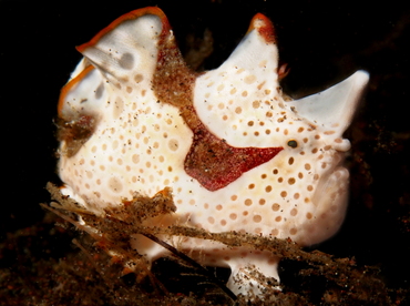 Warty Frogfish - Antennarius maculatus - Bali, Indonesia