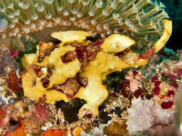 Warty Frogfish - Antennarius maculatus - Wakatobi, Indonesia