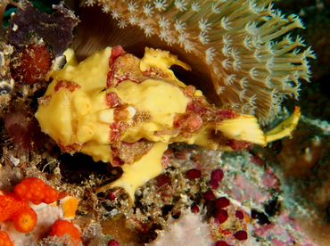 Warty Frogfish - Antennarius maculatus - Wakatobi, Indonesia