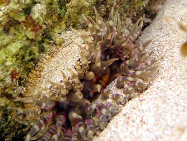 Warty Sea Anemone - Bunodosoma cavernata - St Kitts