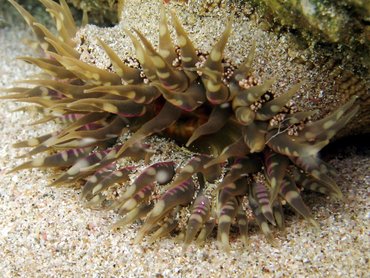 Warty Sea Anemone - Bunodosoma cavernata - St Kitts