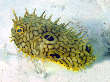 Web Burrfish - Chilomycterus antillarum - Grand Cayman