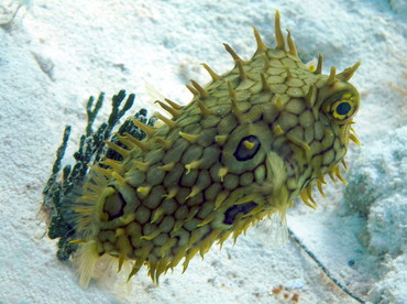 Web Burrfish - Chilomycterus antillarum - Grand Cayman