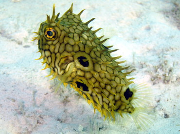 Web Burrfish - Chilomycterus antillarum - Grand Cayman