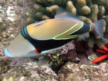 Wedgetail Triggerfish - Rhinecanthus rectangulus - Maui, Hawaii