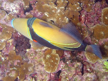Wedgetail Triggerfish - Rhinecanthus rectangulus - Maui, Hawaii