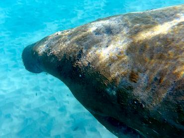 West Indian Manatee - Trichechus manatus - Palm Beach, Florida