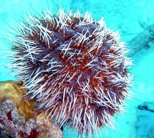 West Indian Sea Egg - Tripneustes ventricosus - Nassau, Bahamas