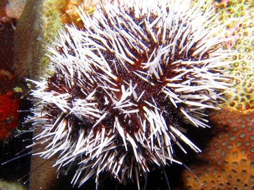 West Indian Sea Egg - Tripneustes ventricosus - Bonaire