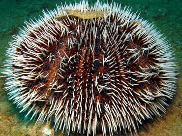 West Indian Sea Egg - Tripneustes ventricosus - Aruba