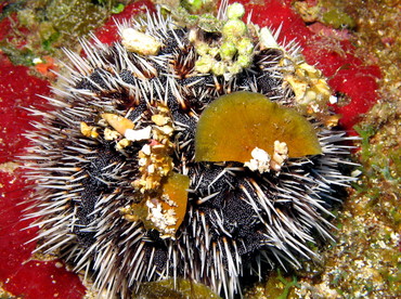 West Indian Sea Egg - Tripneustes ventricosus - Nassau, Bahamas