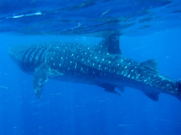 Whale Shark - Rhincodon typus - Isla Holbox, Mexico