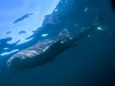 Whale Shark - Rhincodon typus - Komodo, Indonesia
