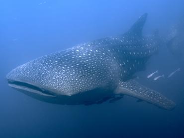 Whale Shark - Rhincodon typus - Komodo, Indonesia