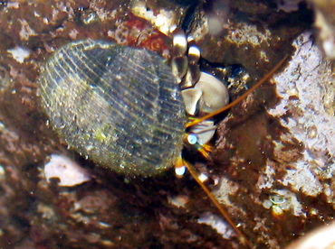 Whitebanded Hermit Crab - Calcinus seurati - Maui, Hawaii