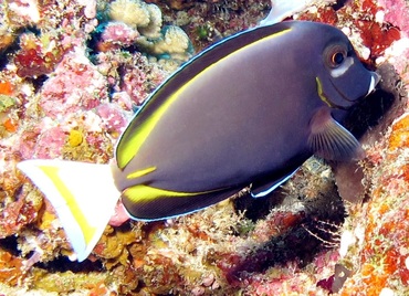 Whitecheek Surgeonfish - Acanthurus nigricans - Palau