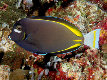 Whitecheek Surgeonfish - Acanthurus nigricans - Palau