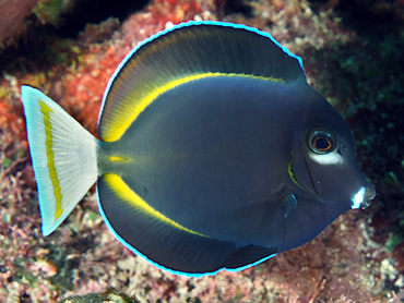 Whitecheek Surgeonfish - Acanthurus nigricans - Great Barrier Reef, Australia