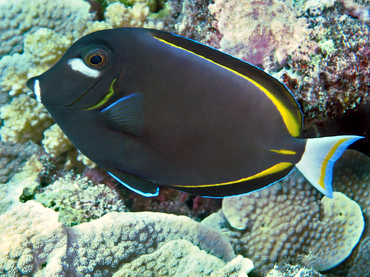 Whitecheek Surgeonfish - Acanthurus nigricans - Great Barrier Reef, Australia