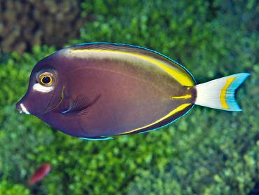 Whitecheek Surgeonfish - Acanthurus nigricans - Rangiroa, French Polynesia