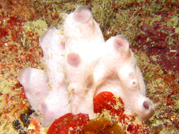 White Cryptic Sponge - Leucandra aspera - Roatan, Honduras