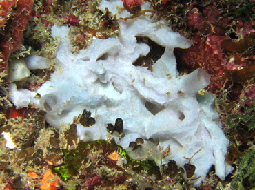 White Cryptic Sponge - Leucandra aspera - Roatan, Honduras