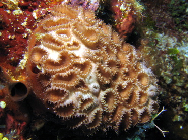 White Encrusting Zoanthid - Palythoa caribaeorum - Roatan, Honduras
