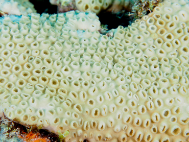 White Encrusting Zoanthid - Palythoa caribaeorum - Palm Beach, Florida