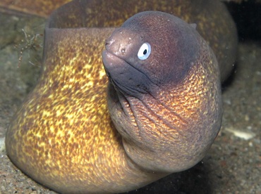 White-Eyed Moray Eel - Gymnothorax thyrsoideus - Dumaguete, Philippines