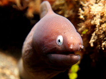 White-Eyed Moray Eel - Gymnothorax thyrsoideus - Lembeh Strait, Indonesia