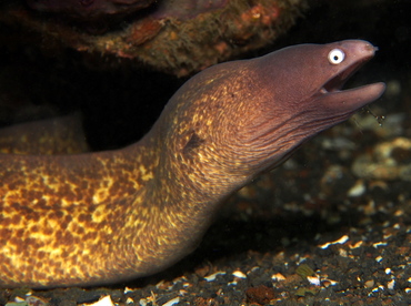 White-Eyed Moray Eel - Gymnothorax thyrsoideus - Lembeh Strait, Indonesia