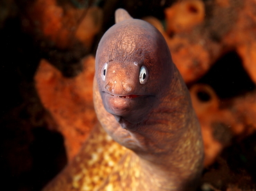 White-Eyed Moray Eel - Gymnothorax thyrsoideus - Bali, Indonesia