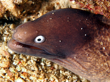 White-Eyed Moray Eel - Gymnothorax thyrsoideus - Anilao, Philippines