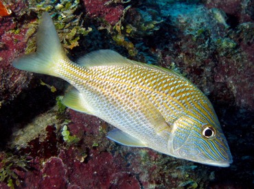 White Grunt - Haemulon plumierii - Belize