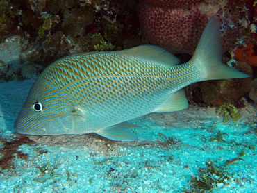 White Grunt - Haemulon plumierii - Cozumel, Mexico