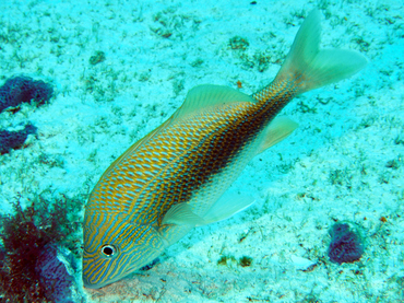 White Grunt - Haemulon plumierii - Cozumel, Mexico