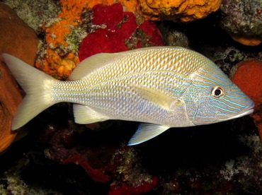 White Grunt - Haemulon plumierii - Cozumel, Mexico