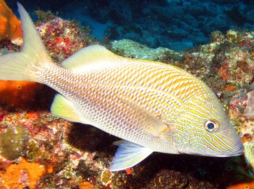 White Grunt - Haemulon plumierii - Isla Mujeres, Mexico