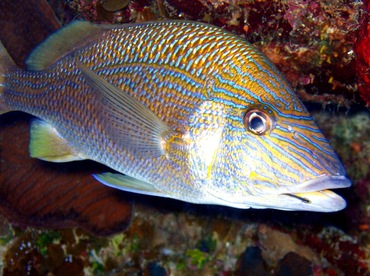 White Grunt - Haemulon plumierii - Turks and Caicos