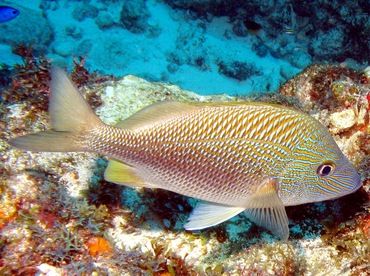 White Grunt - Haemulon plumierii - Isla Mujeres, Mexico