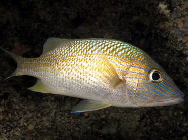 White Grunt - Haemulon plumierii - Belize