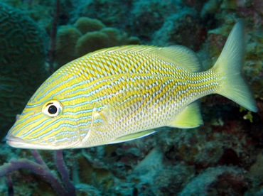 White Grunt - Haemulon plumierii - Grand Cayman