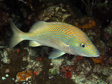 White Grunt - Haemulon plumierii - Cozumel, Mexico