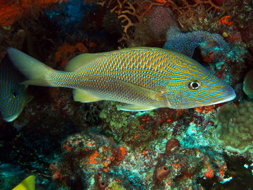 White Grunt - Haemulon plumierii - Cozumel, Mexico