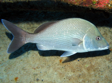 White Margate - Haemulon album - Nassau, Bahamas